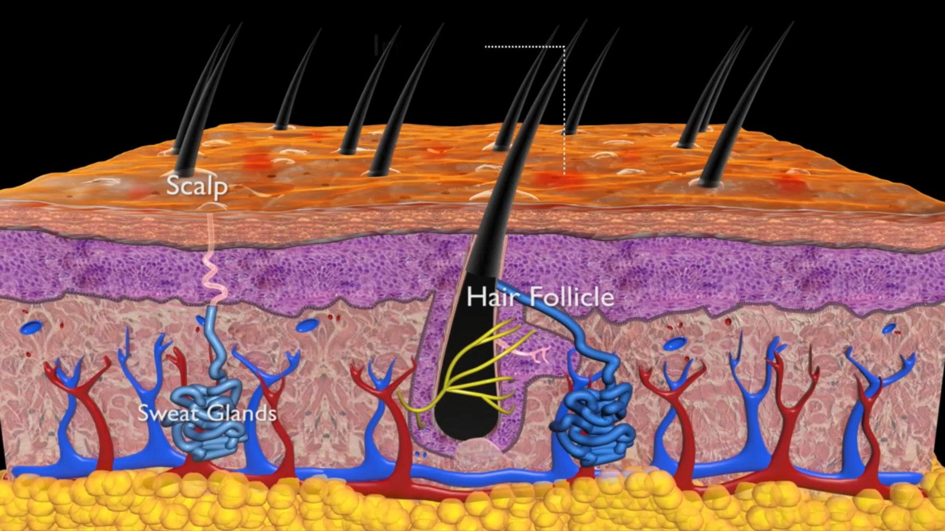 ROOT REFRESH Micellar Rinse with Apple Cider Vinegar SUNDAY II SUNDAY